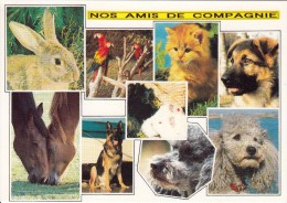 Cp , ANIMAUX , Nos Amis De Compagnie , Multi-Vues - Paarden