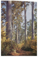 (876) Australia - WA - Karri Tree Forest - Arbres