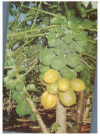 (876) Australia - Pawpaw Tree - Árboles