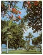 (876) Australia - Cairn Esplanade Palm Tree - Árboles