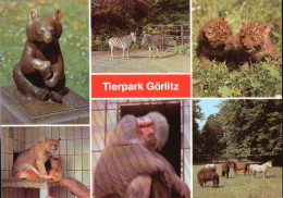 Görlitz - Tierpark - Mehrbildkarte - DDR - Goerlitz