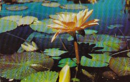 Water Lily Lakeside Park Fort Wayne Indiana - Fort Wayne