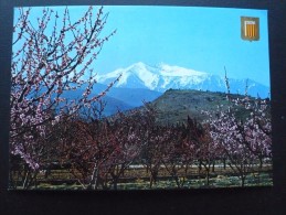 CPSM Le CANIGOU Au Printemps Parmi Les Pêchers En Fleurs. Lumières Et Couleurs Du ROUSSILLON, N°2180E Circulé. Etat TBon - Roussillon