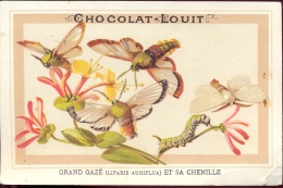 Chromo Chocolat Louit - Grand Gazé Et Sa Chenille - Louit