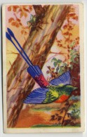 Aiglon - Oiseaux, Vogels, Birds - 362 - Souimanga - Aiglon