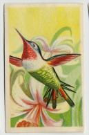 Aiglon - Oiseaux, Vogels, Birds - 364 - Oiseau-mouche Bourdon, Vliegenvogel, Colibri - Aiglon