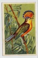 Aiglon - Oiseaux, Vogels, Birds - 372 - Tyran Couronné, Gekroonde Dwingeland - Aiglon