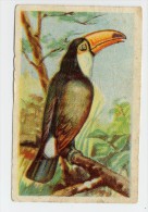 Aiglon - Oiseaux, Vogels, Birds - 384 - Toucan - Aiglon