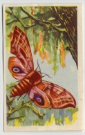 Aiglon - Papillons, Vlinders, Butterflies - 315 - Sphinx Demi-paon, Sfinx Halve-pauw, Smérinthus Ocellata - Aiglon