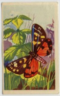 Aiglon - Papillons, Vlinders, Butterflies - 317 - Ecaille Rouge, Roogeschelpte - Aiglon