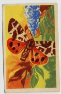Aiglon - Papillons, Vlinders, Butterflies - 320 - Herissone, Arctia Caja - Aiglon