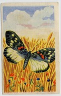 Aiglon - Papillons, Vlinders, Butterflies - 322 - Erasmie - Aiglon