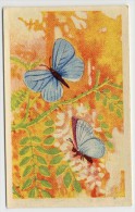 Aiglon - Papillons, Vlinders, Butterflies - 324 - Argus Bleu, Blauwe Argus - Aiglon