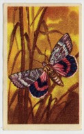 Aiglon - Papillons, Vlinders, Butterflies - 327 - Catocala Elocata - Aiglon