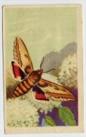 Aiglon - Papillons, Vlinders, Butterflies - 329 - Sphinx De L'Euphorbe, Wolfsmelksfinx - Aiglon