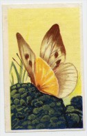Aiglon - Papillons, Vlinders, Butterflies - 333 - Pléride Du Chou, Pieris Brassicae - Aiglon
