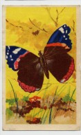 Aiglon - Papillons, Vlinders, Butterflies - 336 - Vulcain - Aiglon