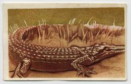 Aiglon - Congo Belge - 117 - Le Crocodile, De Krokodil - Aiglon