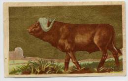 Aiglon - Congo Belge - 123 - Le Buffle, De Buffel - Aiglon