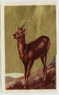 Aiglon - Congo Belge - 127 - L'Antilope, Antiloop - Aiglon