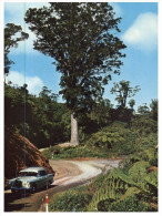 (432) New Zealand To Australia - RTS Or DELO Postcard - Coromandel Range And Kauri Tree - Árboles