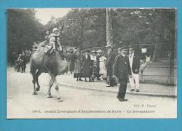 CPA 1001 Jardin Zoologique D'Acclimatation De PARIS - Le Dromadaire (XVIème) - Distretto: 16