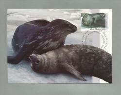 AAT 1992  Mi.Nr. 93 , Weddell Seal - Maximum Card - First Day  14 May 1992 - Cartes-maximum