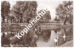 Herten, Backumer Teich 1966   (z2834) - Herten