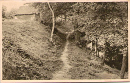 Leipziger Spaziergänge - Schattiger Weg Bei Taucha - Taucha