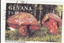 Guyana Britannica - 1 Val. Used  Funghi - Britisch-Guayana (...-1966)