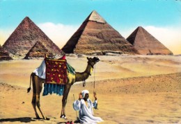 Egypt - Pyramids Of Giza - Camel - Man Praying - Guiza