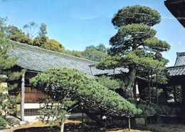 Japan - An Old Pine Tree In The Shape Of A Sailing Boat - Trees