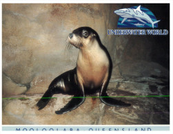 (891) Australia - QLD - Mooloolaba Underwater World Sea Lion - Sunshine Coast