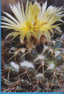 POSTCARD FLOWERS CACTUSSES CACTUS UNUSED - Cactus