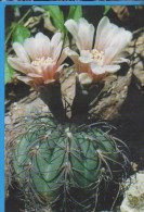 POSTCARD FLOWERS CACTUSSES CACTUS UNUSED - Sukkulenten