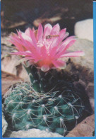 POSTCARD FLOWERS CACTUSSES CACTUS UNUSED - Cactussen