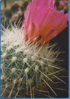 POSTCARD FLOWERS CACTUSSES CACTUS UNUSED - Cactus