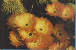 POSTCARD FLOWERS CACTUSSES CACTUS UNUSED - Cactusses