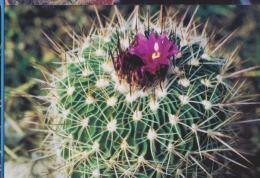 POSTCARD FLOWERS CACTUSSES CACTUS UNUSED - Cactussen