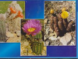 POSTCARD FLOWERS CACTUSSES CACTUS UNUSED - Cactus