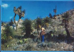 POSTCARD FLOWERS CACTUSSES CACTUS MEXICO YUCCA UNUSED - Cactussen