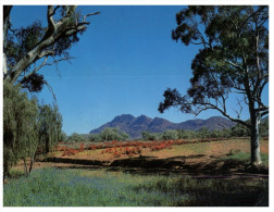 (718) Australia - SA - Flinders Range Gum Trees - Flinders Ranges