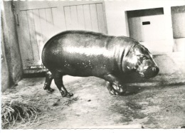 Afrique : Hippopotame Nain Du Liberia (n°135) - Hippopotamuses