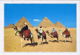 Cpm Giza ARAB CAMELRIDERS IN FRONT OH THE PYRAMIDES (grand Format) - Guiza