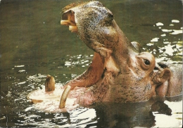 IPPOPOTAMO  Hippopotamus  Hippo  Advertising Card - Nijlpaarden