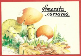 CARTOLINA NV ITALIA - AMANITA CAESAREA - 1° Mostra Micologica - Parco Regionale LA MANDRIA - 10 X 15 - Pilze