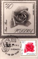 FL 10 - Maximum Card - Flowers, Rose (Rosa) - Cartes Maximum