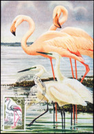 BIRDS-FLAMINGO-MAX CARD-FRANCE-1970-FC-58-12 - Fenicotteri