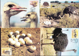 South West Africa SWA (now Namibia) - 1985 - Ostriches (Birds) - Complete Set Maxi Cards - Straussen- Und Laufvögel