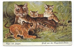 CPA - TIGER MIT JUNGEN, GRUSS AUS DER HAGEN-SCHAU - Tigres Et Ses Petits - Circulé 1919 - Illust. Maude Scrivener - Tiger